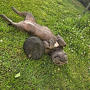 Taïga participe au concours pour gagner de l'argent avec cette photo : animal, black_fur, canine, dog, field, fluffy, grass, greenery, happy, lying_down, nature, outdoor, pet, playful, relaxed, resting, round_object, summer, sunlight, white_spot