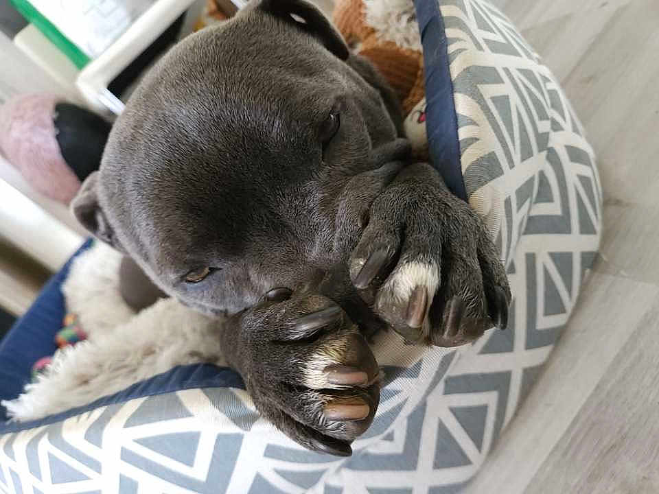 Taïga a rejoint le concours — aidez-le/la à gagner de superbes lots ! dog, gray_dog, dog_bed, paws, resting, close_up, sleepy, cozy, blanket, indoor, floor, pet, animal, fur, claws, relaxed, cute, comfort, home, portrait