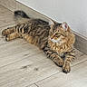 Alpha a rejoint le concours — aidez-le/la à gagner de superbes lots ! animal, cat, curious, cute, domestic, ears, feline, floor, fluffy, indoor, lying_down, mammal, pet, relaxed, striped, tabby, tail, texture, whiskers, wooden_floor