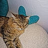 Alpha participe au concours pour gagner de l'argent avec cette photo : animal, blue_slippers, cat, close_up, cozy, cute, feline, fur, home, indoor, mammal, pet, polka_dots, relaxed, resting, sleeping, slippers, soft_texture, tabby, whiskers