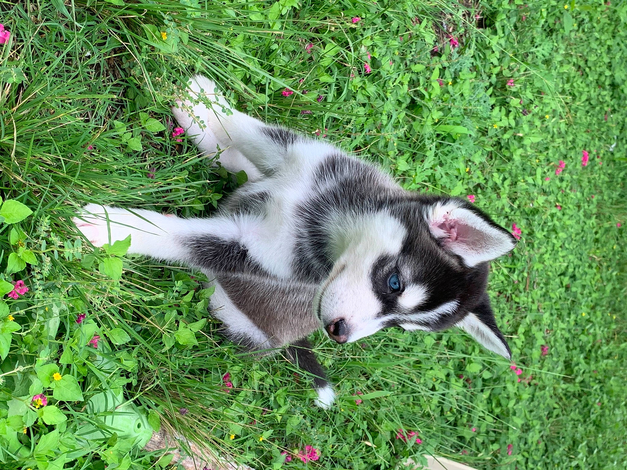 Aero is registered to the contest to win money with this photo: alaskan_klee_kai, badger, border_collie, canidae, carnivore, dog, dog_breed, grass, laika, mammal, plant, puppy, siberian_husky, sled_dog, vertebrate