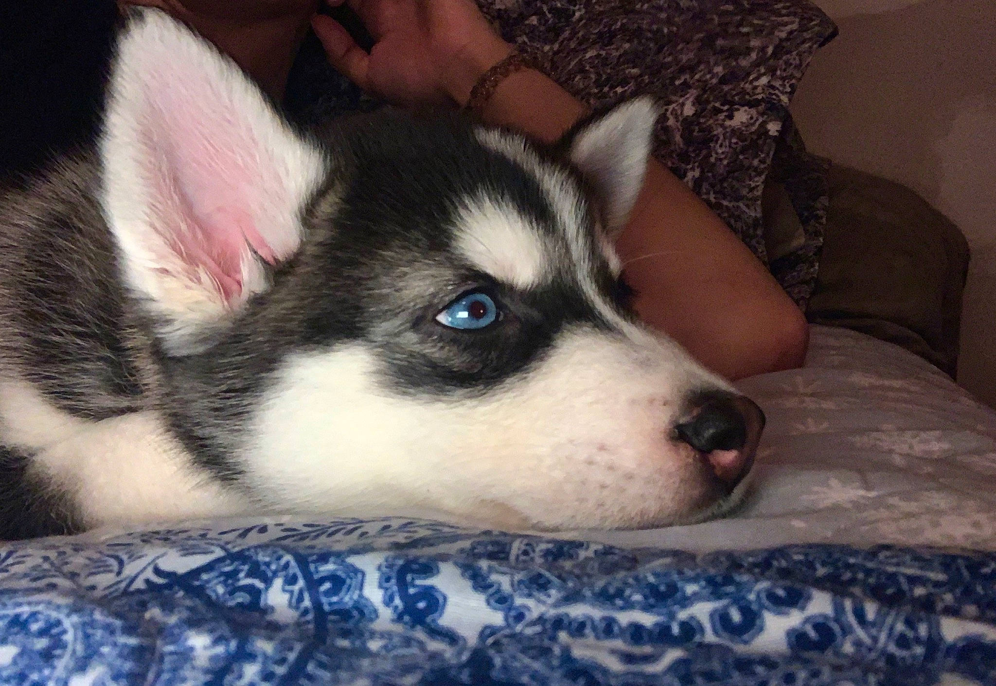 Aero is registered to the contest to win money with this photo: alaskan_klee_kai, alaskan_malamute, canadian_eskimo_dog, canidae, carnivore, dog, dog_breed, eye, mammal, miniature_siberian_husky, northern_inuit_dog, nose, puppy, sakhalin_husky, siberian_husky, sled_dog, snout, vertebrate, whiskers, wolfdog