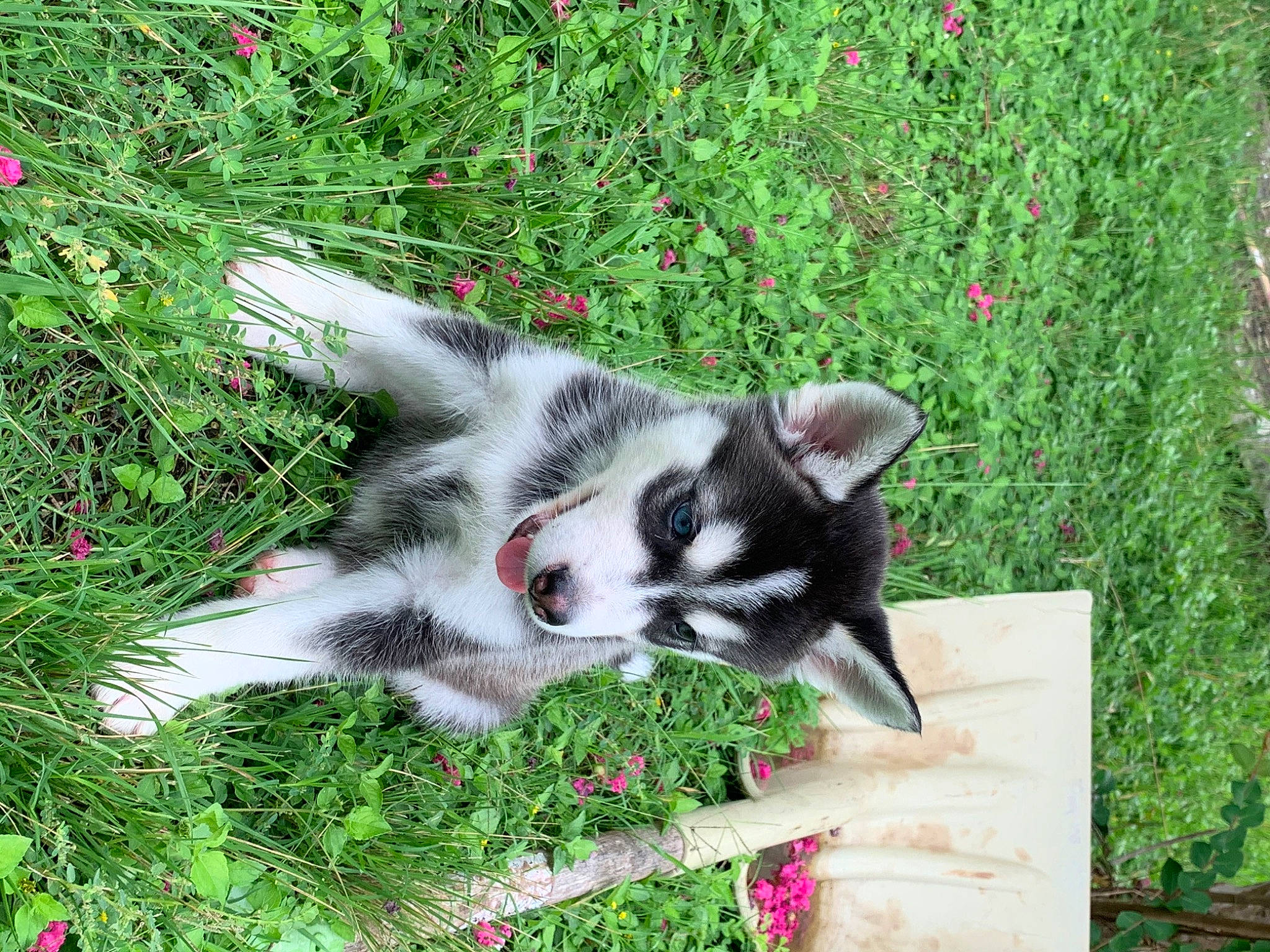 Aero joined the competition — help win amazing prizes! alaskan_klee_kai, border_collie, canidae, carnivore, dog, dog_breed, grass, herding_dog, mammal, miniature_australian_shepherd, plant, puppy, siberian_husky, sporting_group, vertebrate