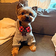 Rocky is registered to the contest to win money with this photo: dog, puppy, yorkshire_terrier, bow_tie, hoodie, couch, blanket, pet, indoor, portrait, sitting, fur, collar, dog_tag, eyes, ears, paws, cozy, curtain, window