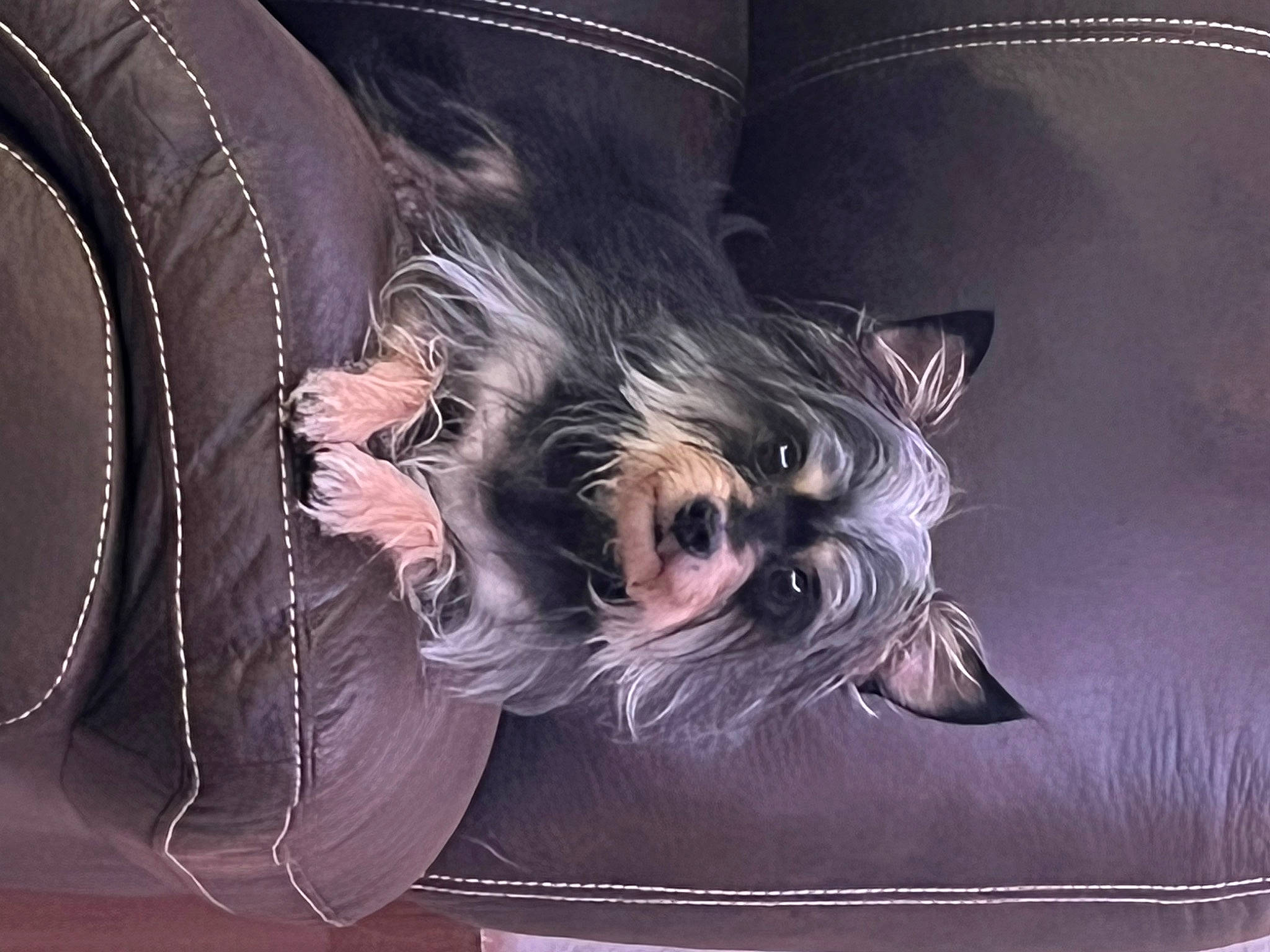 Yeezus is registered to the contest to win money with this photo: canidae, carnivore, comfort, companion_dog, dog, dog_breed, dog_supply, fashion_accessory, fawn, felidae, fur, liver, paw, sitting, small_terrier, snout, sporting_group, toy_dog, whiskers, working_animal