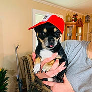Wally joined the competition — help win amazing prizes! dog, small_dog, chihuahua, hat, red_hat, person, hand, indoor, living_room, plant, chair, furniture, tongue_out, cute, pet, black_dog, tan_dog, holding, casual_clothing, home