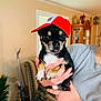 dog, small_dog, chihuahua, hat, red_hat, person, hand, indoor, living_room, plant, chair, furniture, tongue_out, cute, pet, black_dog, tan_dog, holding, casual_clothing, home