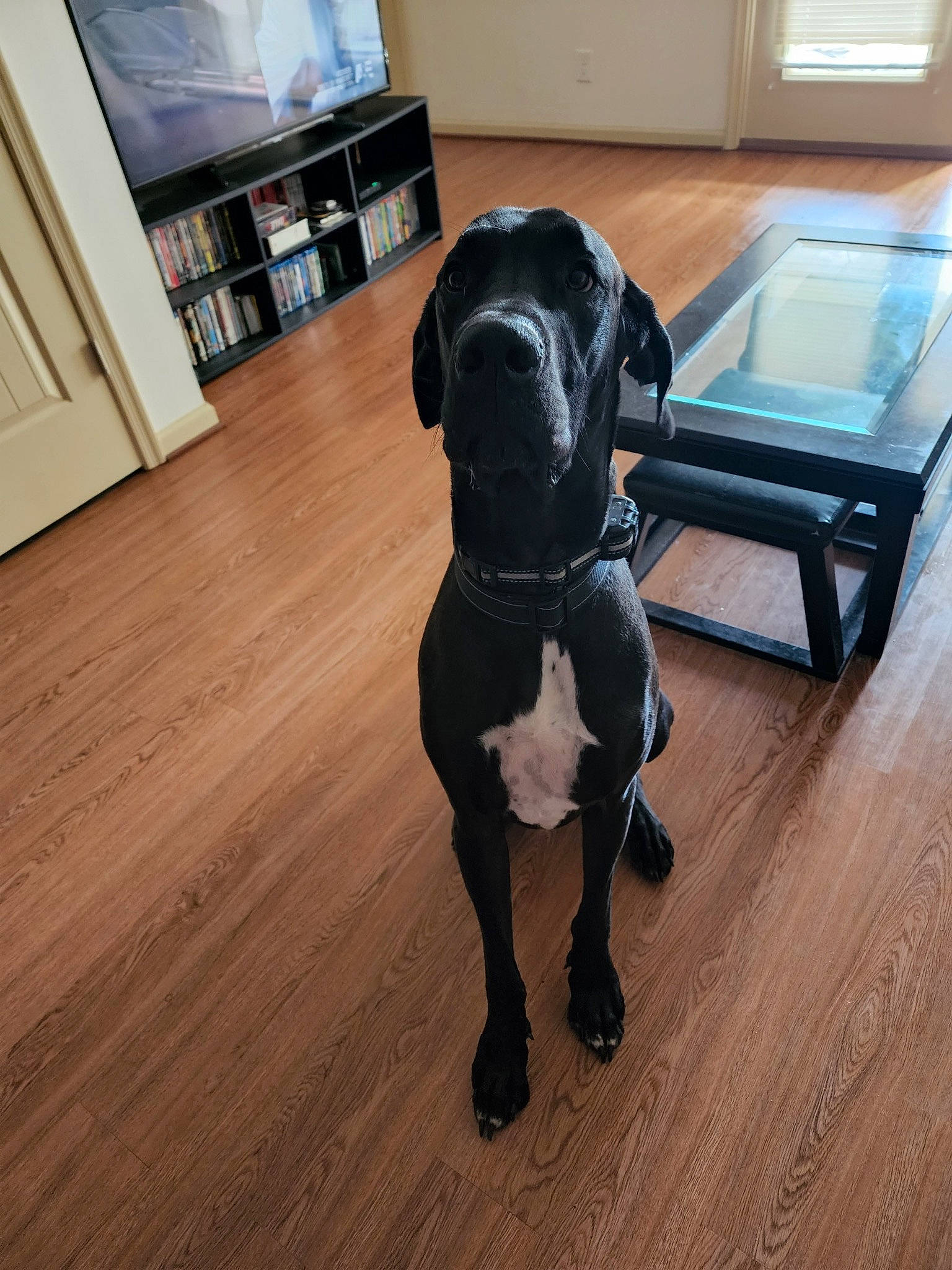 Zeus is registered to the contest to win money with this photo: cabinetry, carnivore, comfort, companion_dog, dog, dog_breed, fawn, floor, flooring, hardwood, laminate_flooring, liver, shelf, snout, sporting_group, tail, wood, wood_flooring, wood_stain, working_animal