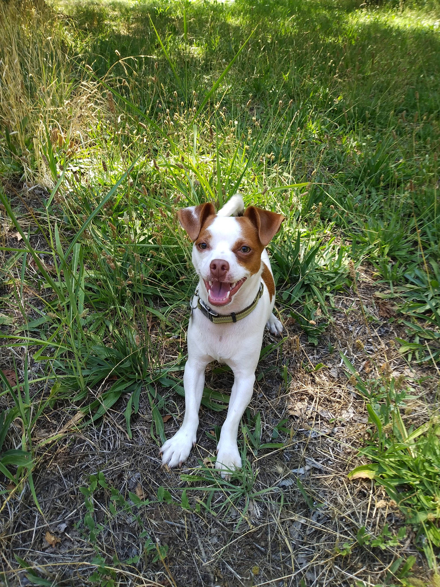 Jackson is registered to the contest to win money with this photo: carnivore, collar, companion_dog, dog, dog_breed, dog_collar, fawn, grass, groundcover, hunting_dog, liver, plant, snout, soil, tail, terrier, tree, walking, whiskers, working_animal