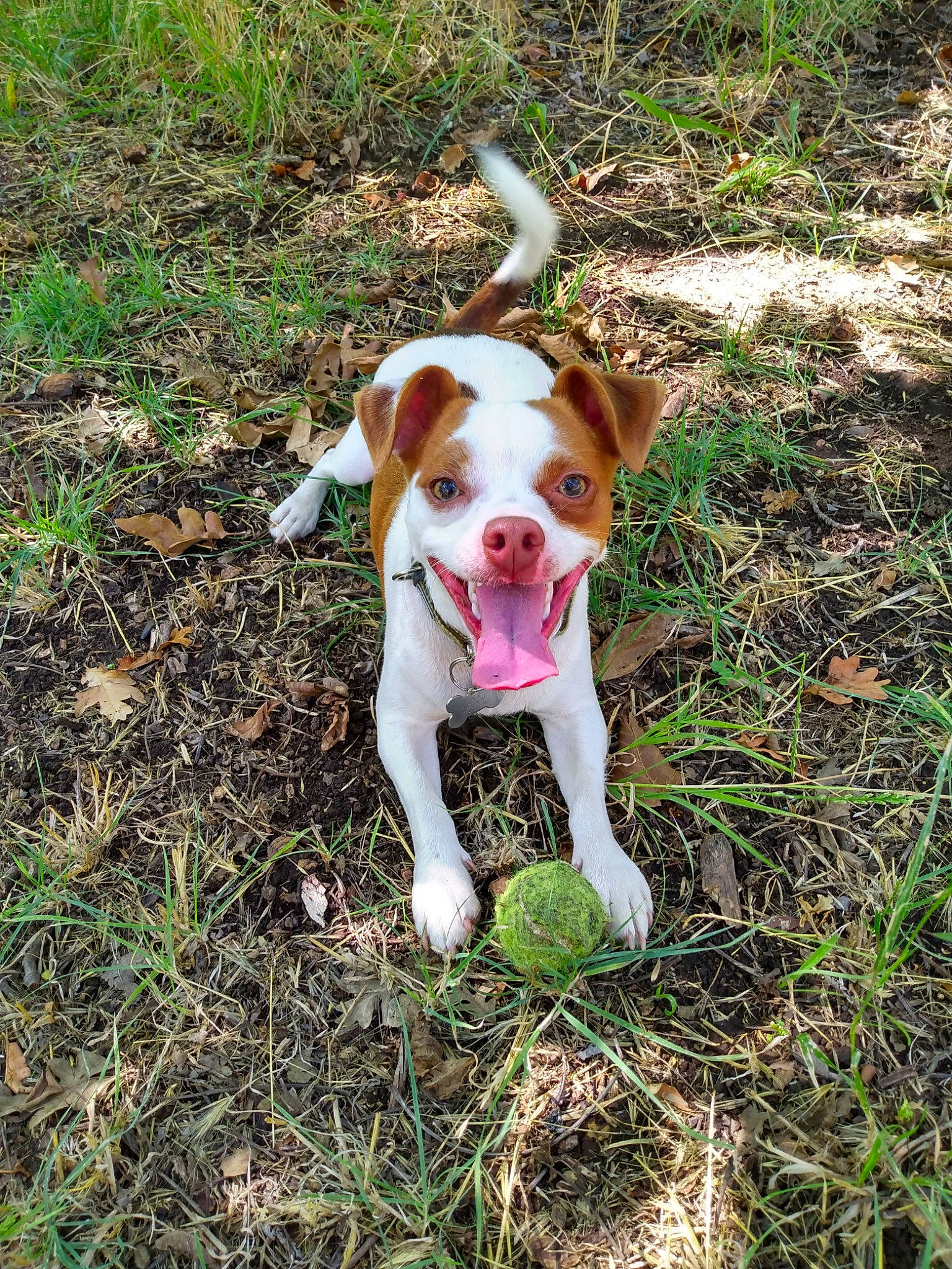 Jackson is registered to the contest to win money with this photo: adventure, ball, canidae, carnivore, companion_dog, dog, dog_breed, dog_walking, fawn, grass, groundcover, liver, molosser, non_sporting_group, plant, soil, sporting_group, tail, working_animal, working_dog