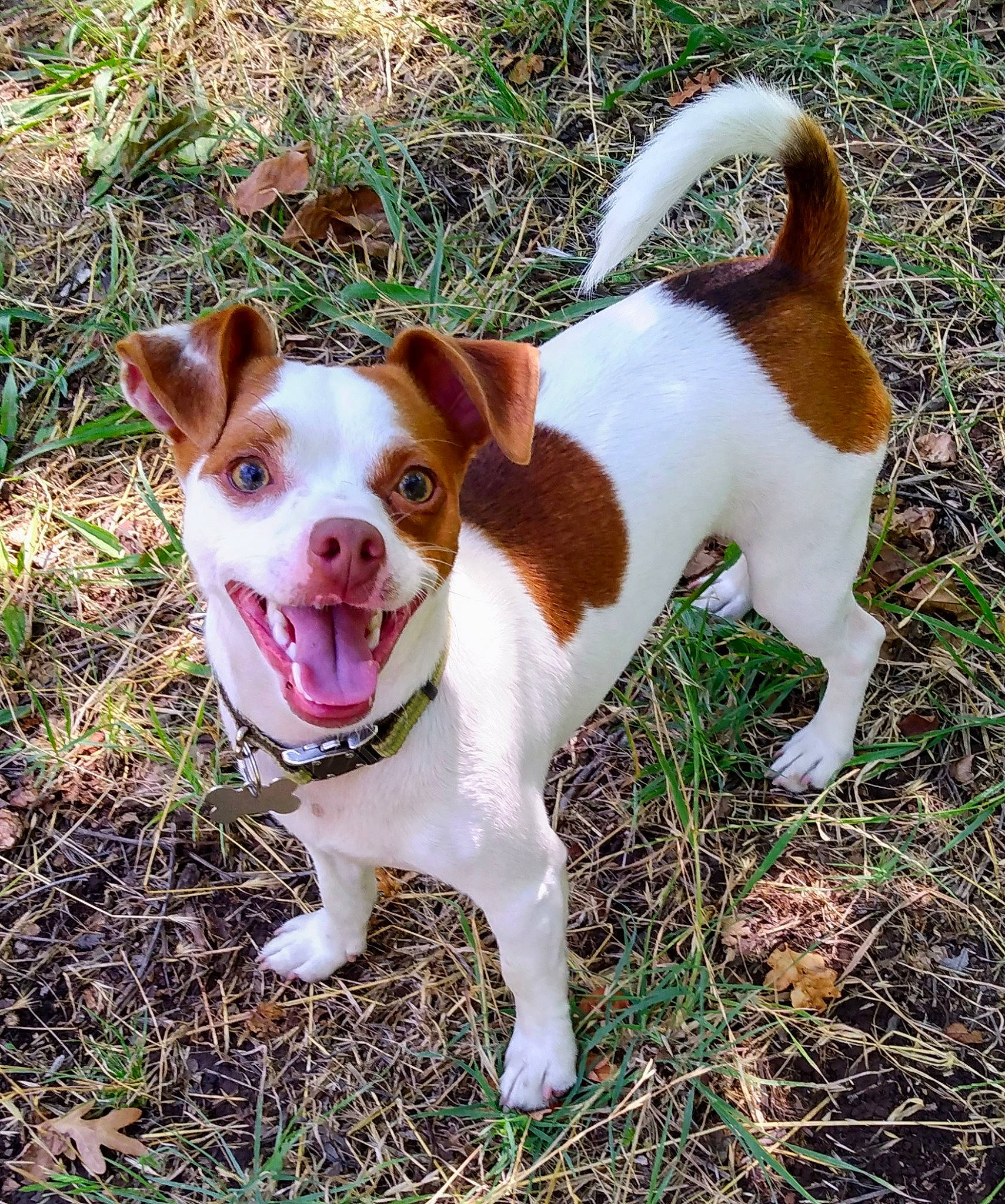 Jackson is registered to the contest to win money with this photo: ancient_dog_breeds, canidae, carnivore, collar, companion_dog, dog, dog_breed, dog_collar, fawn, grass, hunting_dog, leash, non_sporting_group, plant, snout, sporting_group, tail, terrier, whiskers, working_animal