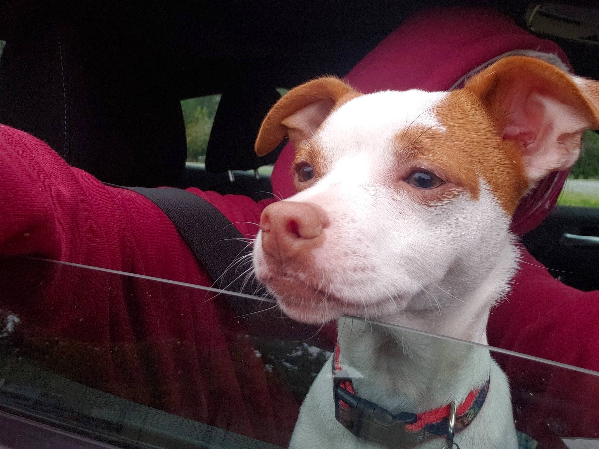 Jackson is registered to the contest to win money with this photo: ancient_dog_breeds, canidae, carnivore, collar, companion_dog, dog, dog_breed, flesh, fur, non_sporting_group, old_english_terrier, puppy, snout, sporting_group, terrier, whiskers, windshield, working_animal