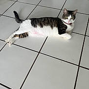 Simone is registered to the contest to win money with this photo: cat, tabby, white, floor, tile, collar, pet, animal, feline, indoor, laying, resting, cute, looking, green_eyes, whiskers, tail, paws, domestic, fur