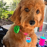 Nala is registered to the contest to win money with this photo: dog, pet, brown_fur, collar, flower_accessory, outdoor, sunlight, vehicle_interior, cup, window, greenery, plant, pavement, close_up, cute, animal, companion, portrait, domestic_animal, lap