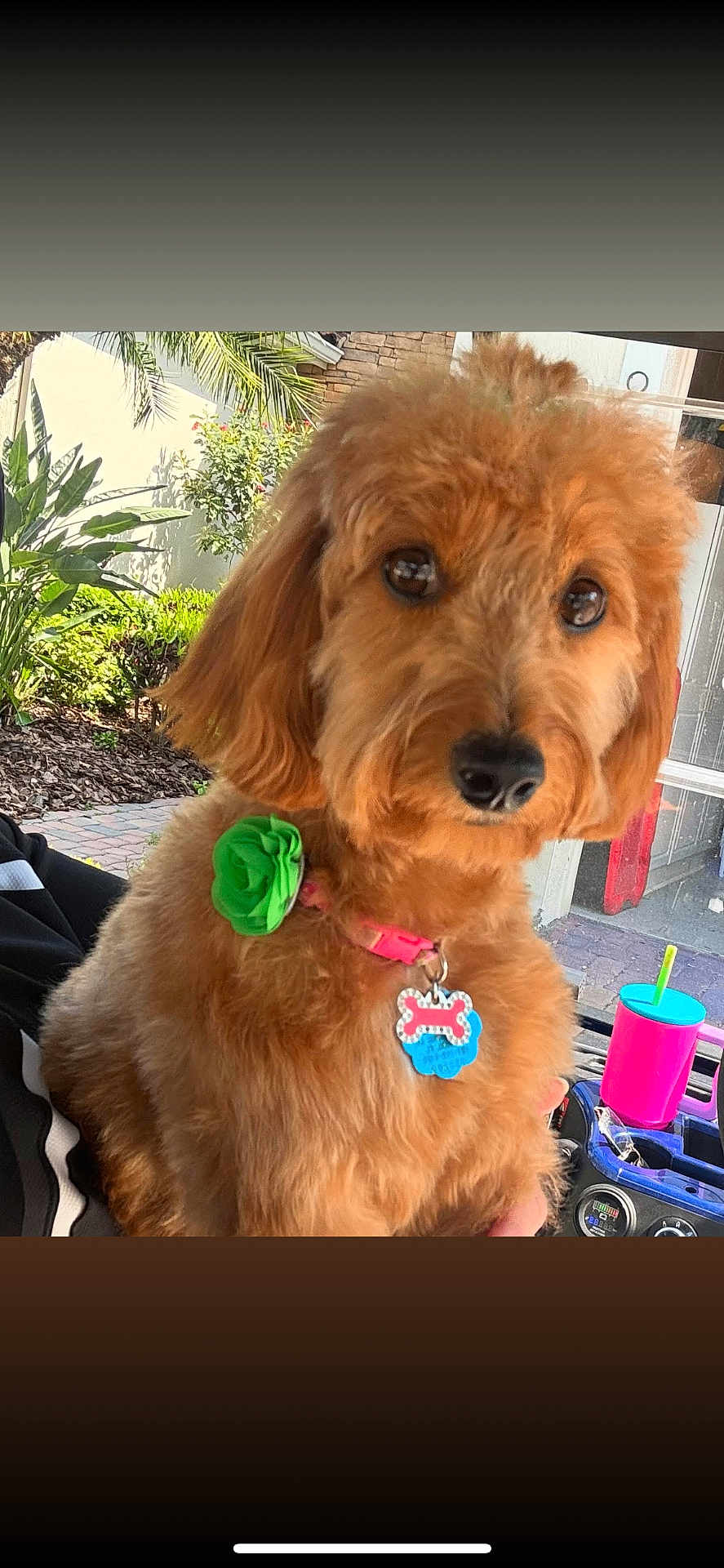 Nala is registered to the contest to win money with this photo: dog, pet, brown_fur, collar, flower_accessory, outdoor, sunlight, vehicle_interior, cup, window, greenery, plant, pavement, close_up, cute, animal, companion, portrait, domestic_animal, lap