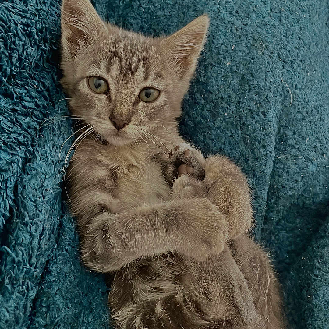 Nah a rejoint le concours — aidez-le/la à gagner de superbes lots ! animal, blue_blanket, cat, cozy, cute, ears, feline, fluffy, fur, gray_tabby, indoor, kitten, looking_at_camera, lying_down, paws, pet, portrait, relaxed, whiskers, young
