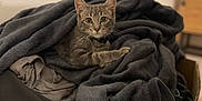 Aïka a rejoint le concours — aidez-le/la à gagner de superbes lots ! cat, kitten, gray_tabby, blanket, cardboard_box, indoor, cozy, fur, pet, animal, cute, curious, young, whiskers, ears, resting, soft, feline, home, comfort