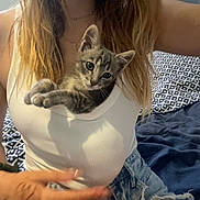 Aïka participe au concours pour gagner de l'argent avec cette photo : kitten, cat, person, white_tank_top, jeans, bed, bedding, patterned_pillow, hand, long_hair, casual_clothing, indoor, cute, pet, domestic_animal, resting, curious, feline, young_cat, cozy