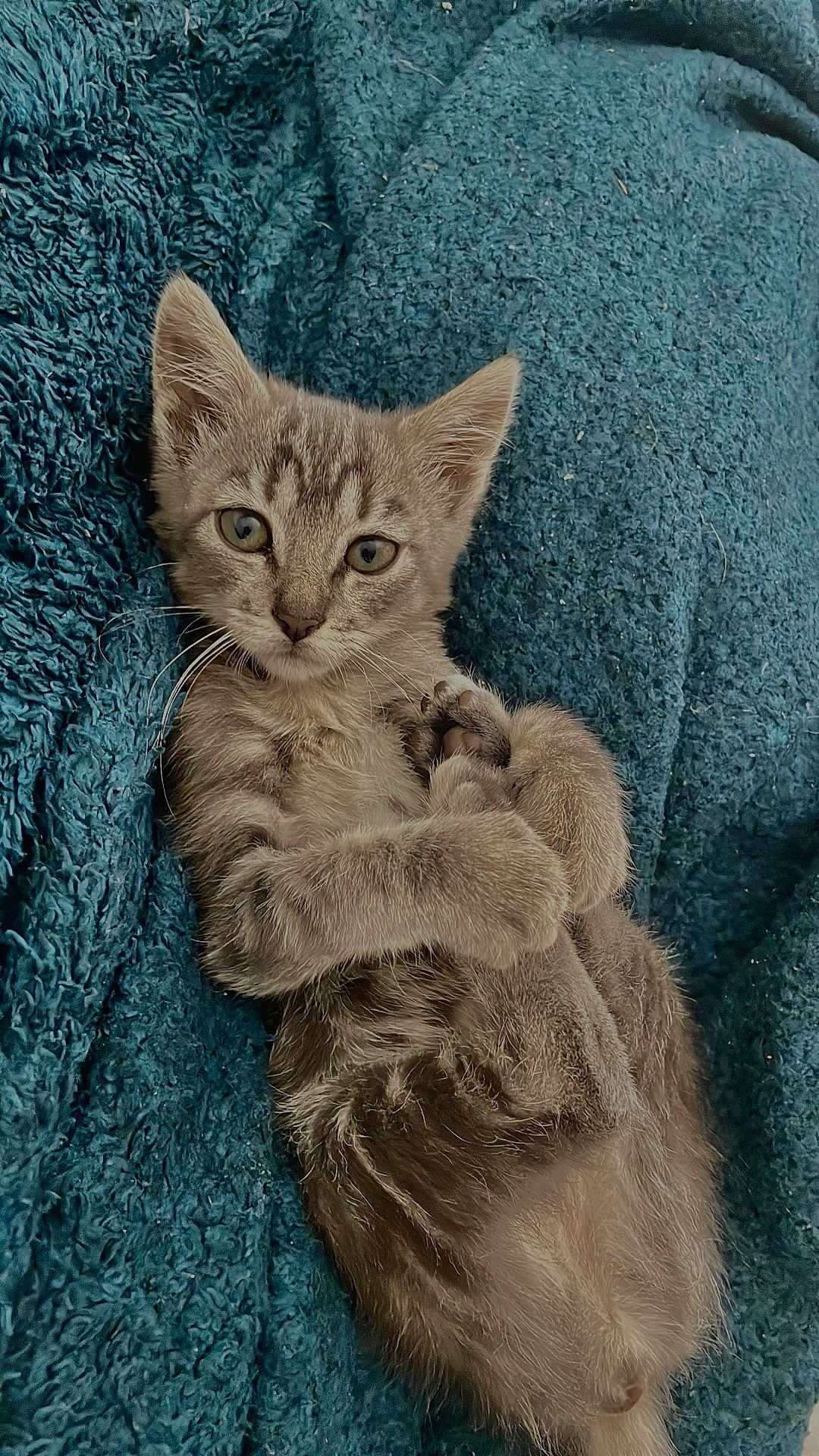 Aïka participe au concours pour gagner de l'argent avec cette photo : kitten, cat, gray_tabby, feline, pet, animal, cute, fluffy, young, lying_down, relaxed, blue_blanket, cozy, whiskers, ears, paws, fur, indoor, portrait, looking_at_camera