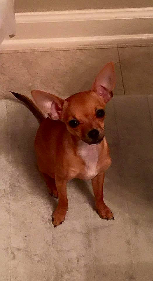 Khaleesi joined the competition — help win amazing prizes! canidae, carnivore, chihuahua, companion_dog, corgi_chihuahua, dog, dog_breed, ear, fawn, flooring, liver, non_sporting_group, russkiy_toy, snout, sporting_group, tail, terrestrial_animal, toy_dog, whiskers, working_animal