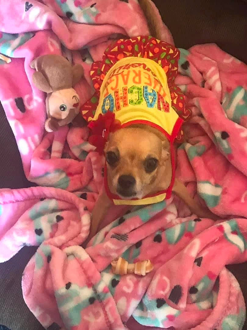 Khaleesi joined the competition — help win amazing prizes! canidae, carnivore, chihuahua, companion_dog, dog, dog_breed, dog_clothes, dog_supply, fawn, hat, linens, magenta, pet_supply, pink, snout, sporting_group, stuffed_toy, toy, toy_dog, working_animal