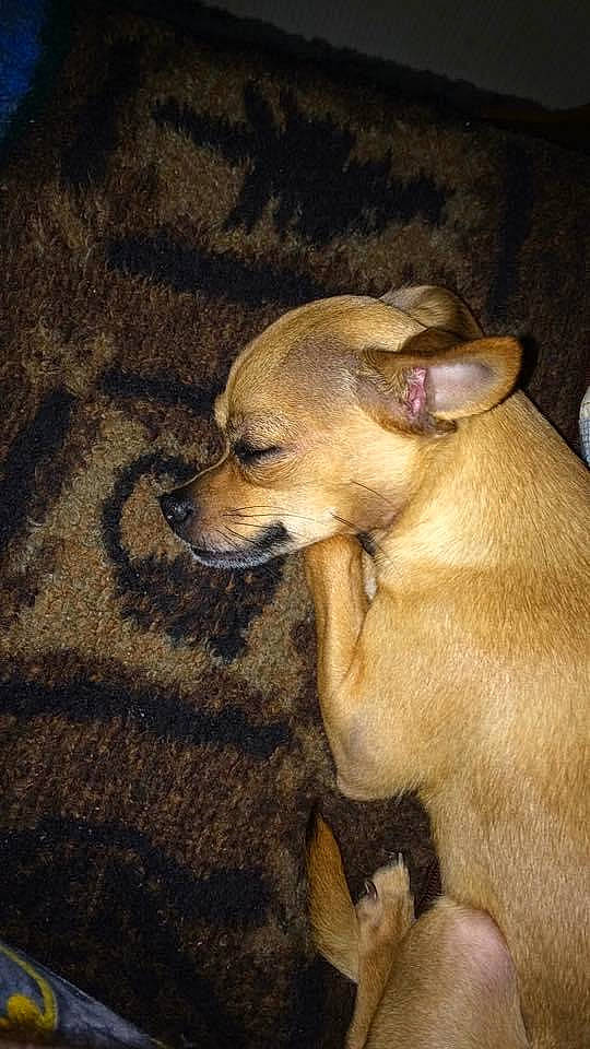 Khaleesi joined the competition — help win amazing prizes! canidae, carnivore, companion_dog, corgi_chihuahua, darkness, dog, dog_breed, dog_supply, fawn, flooring, fur, liver, non_sporting_group, paw, sporting_group, terrestrial_animal, toy_dog, whiskers, wood, working_animal