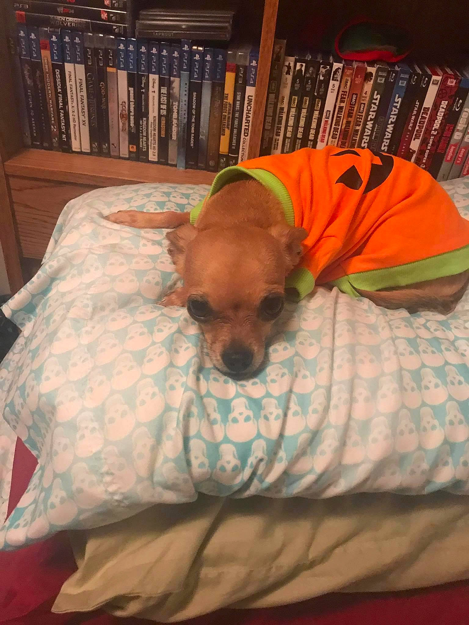 Khaleesi joined the competition — help win amazing prizes! bed, bedding, bedroom, book, bookcase, brown, carnivore, comfort, companion_dog, dog, dog_breed, dog_supply, fawn, flooring, linens, publication, shelf, textile, tints_and_shades, working_animal