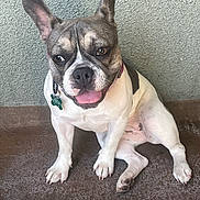 Vaquita joined the competition — help win amazing prizes! dog, french_bulldog, pet, animal, sitting, floor, wall, tongue_out, ears_up, collar, tag, cute, playful, domestic_animal, mammal, short_hair, indoor, portrait, friendly, companion