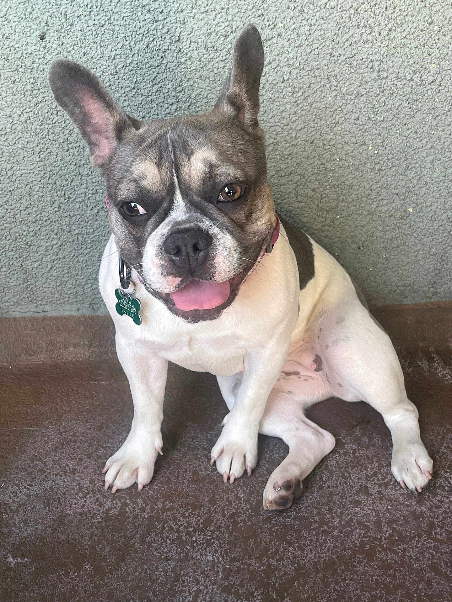 Vaquita joined the competition — help win amazing prizes! dog, french_bulldog, pet, animal, sitting, floor, wall, tongue_out, ears_up, collar, tag, cute, playful, domestic_animal, mammal, short_hair, indoor, portrait, friendly, companion