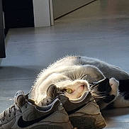 Pika a rejoint le concours — aidez-le/la à gagner de superbes lots ! cat, sneakers, nike, floor, indoor, sunlight, playful, curious, pet, animal, white, black, shoes, casual, cozy, light, shadow, whiskers, indoor_lighting, relaxed