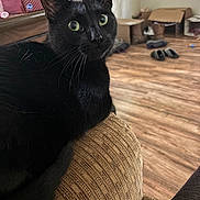 Bubby is registered to the contest to win money with this photo: black_cat, cat, indoor, couch, furniture, wood_floor, slippers, cardboard_boxes, pet, curious, animal, whiskers, domestic, relaxed, close_up, texture, home, cozy, resting, eyes