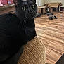 black_cat, cat, indoor, couch, furniture, wood_floor, slippers, cardboard_boxes, pet, curious, animal, whiskers, domestic, relaxed, close_up, texture, home, cozy, resting, eyes