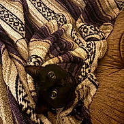 Sissy joined the competition — help win amazing prizes! animal, beige, black_cat, blanket, cat, comfort, couch, cozy, eyes, face, feline, fur, home, indoor, pattern, pet, purple, relaxing, snuggled, texture