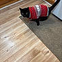 Sissy is registered to the contest to win money with this photo: animal, black_cat, cabinet, carpet, cat, cozy, curious, domestic_cat, feline, flooring, holiday_clothing, home, indoor, kitchen, looking_up, pet, red_sweater, sweater, tail, wood_floor