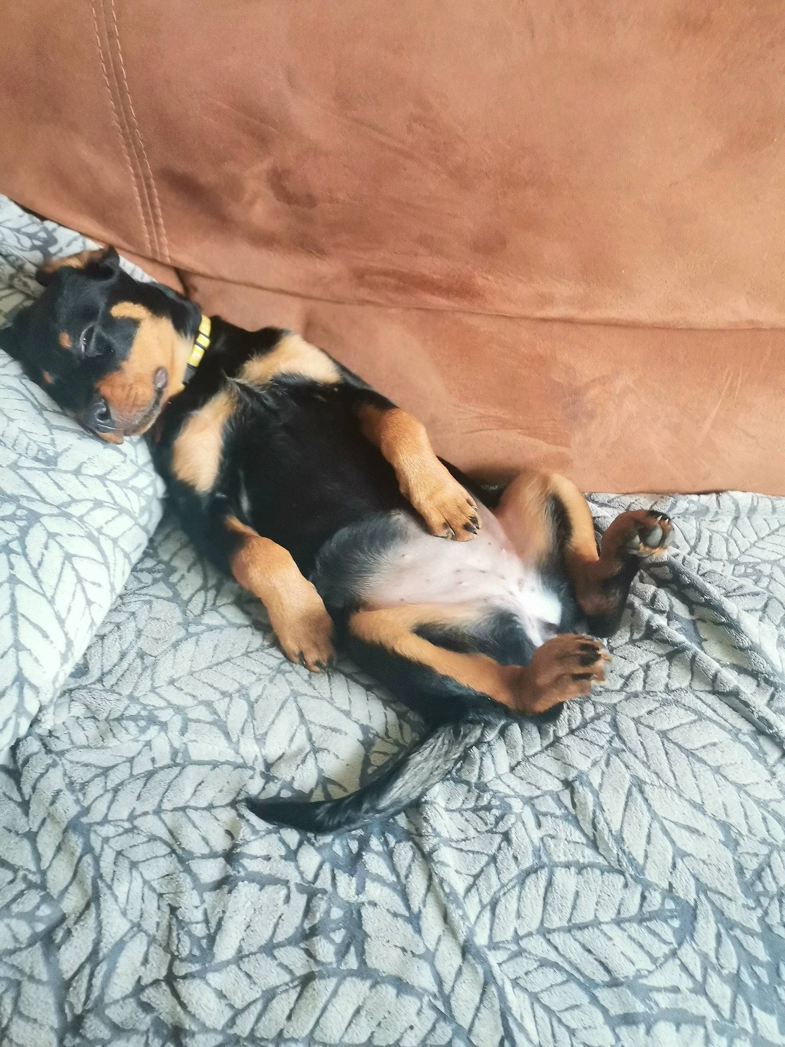 Bella joined the competition — help win amazing prizes! canidae, carnivore, comfort, companion_dog, dog, dog_breed, fawn, flooring, guard_dog, human_leg, linens, nap, paw, rock, sleep, sporting_group, tail, toy_dog, working_dog