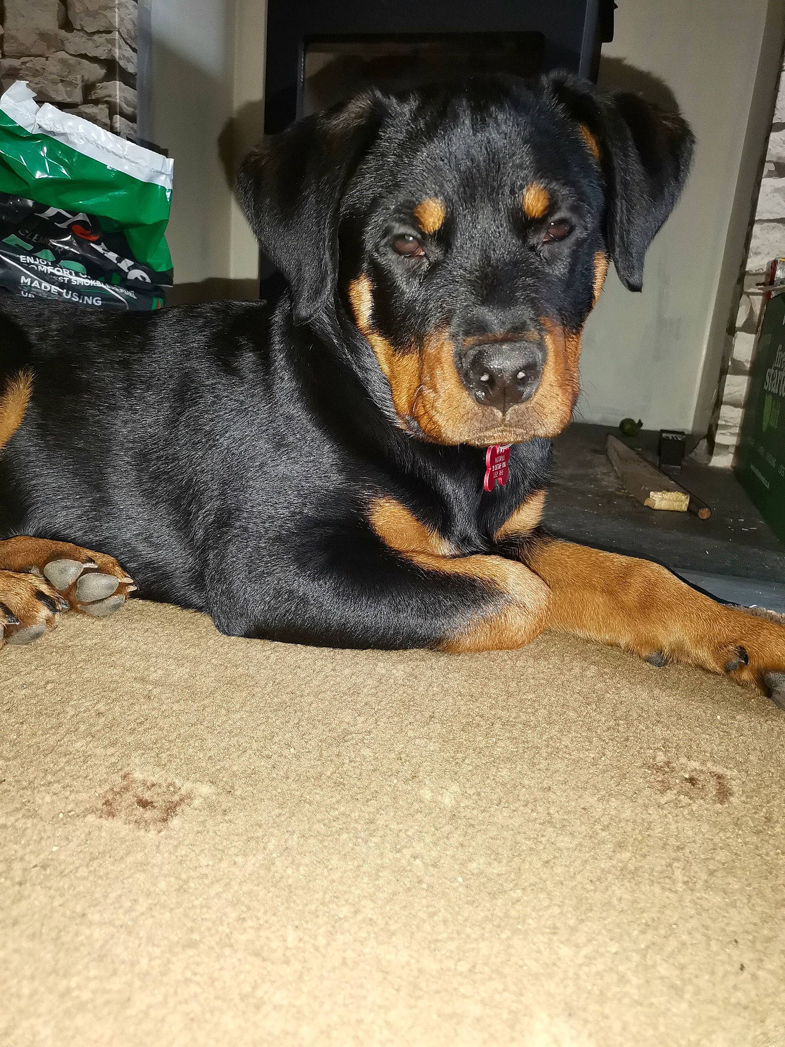 Bella is registered to the contest to win money with this photo: canidae, carnivore, collar, companion_dog, dog, dog_breed, fur, guard_dog, paw, puppy, rottweiler, sporting_group, whiskers, working_animal, working_dog