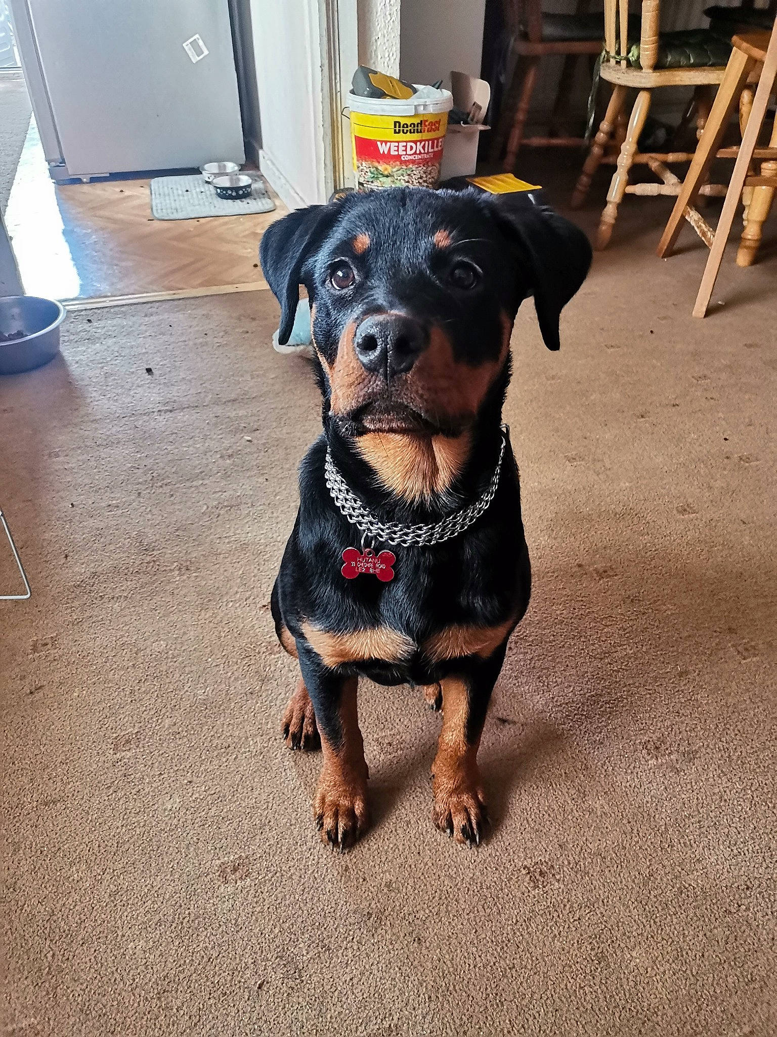 Bella joined the competition — help win amazing prizes! canidae, carnivore, collar, companion_dog, dog, dog_breed, dog_clothes, door, fawn, floor, flooring, fur, guard_dog, hardwood, personal_protective_equipment, pet_supply, snout, sporting_group, working_animal, working_dog