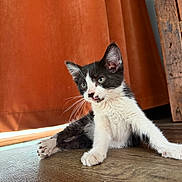 Meow Meow joined the competition — help win amazing prizes! kitten, cat, black_and_white, floor, wooden_floor, curtains, orange_curtain, furniture, wooden_furniture, indoor, pet, animal, whiskers, paw, young_cat, relaxed, curious, stretching, home, cozy