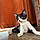 Meow Meow