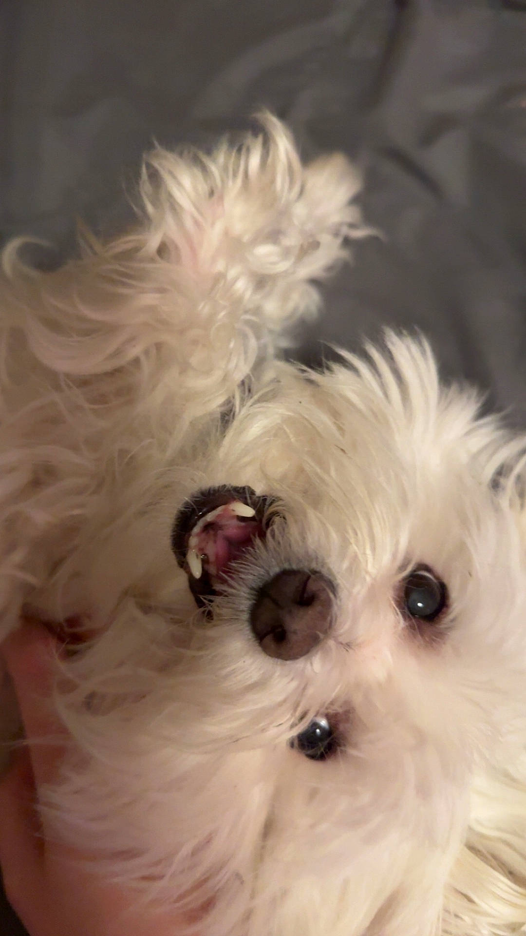 animal, background, black_nose, close_up, cozy, curly_fur, cute, dog, expression, fluffy, fur, hand, indoor, nose, pet, playful, portrait, teeth, upside_down, white