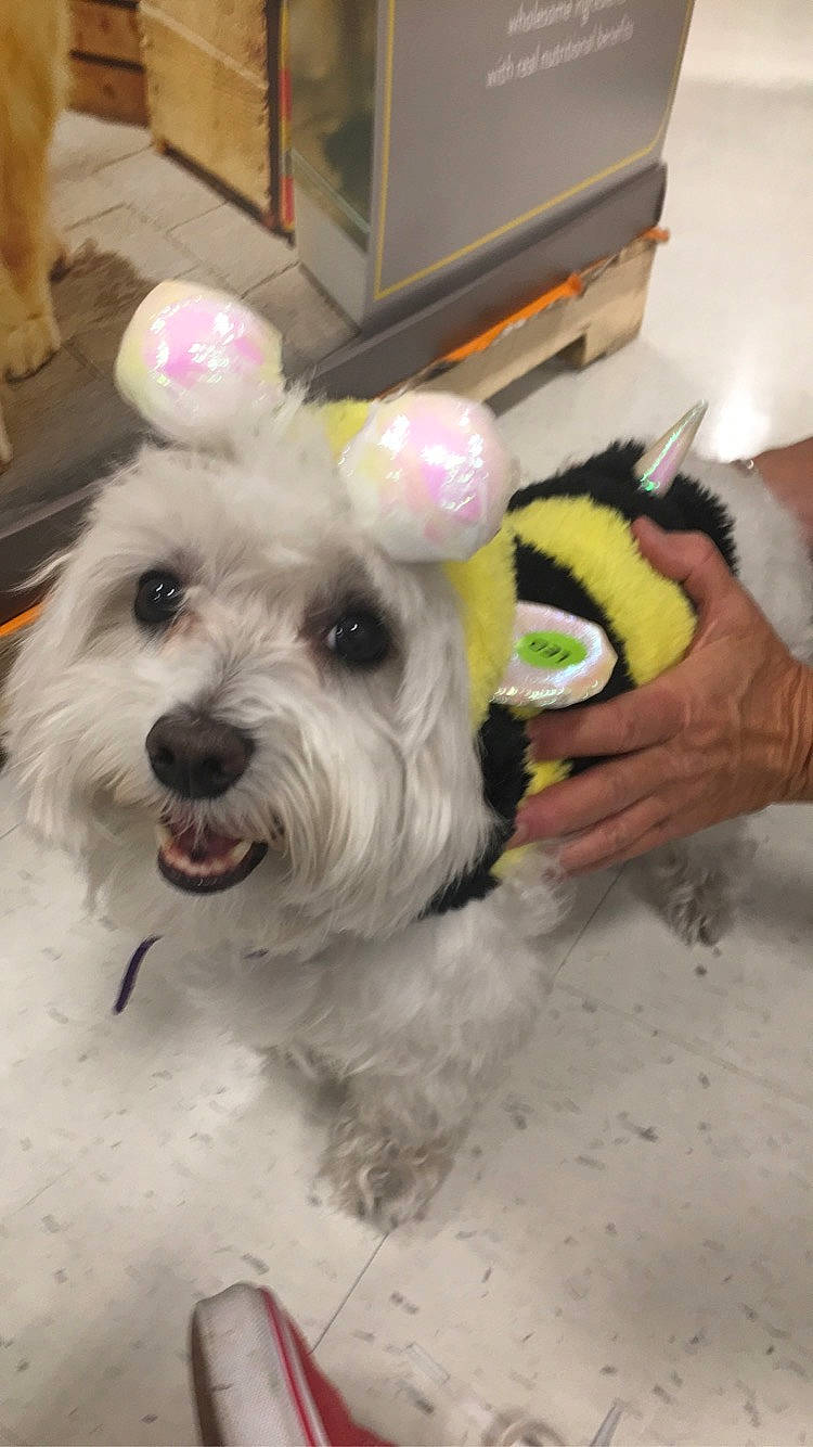 Cosmo is registered to the contest to win money with this photo: bichon, bolonka, canidae, carnivore, companion_dog, dog, dog_breed, havanese, kyi_leo, maltepoo, maltese, mammal, puppy, rare_breed_dog, schnoodle, sealyham_terrier, snout, sporting_lucas_terrier, toy_dog, west_highland_white_terrier