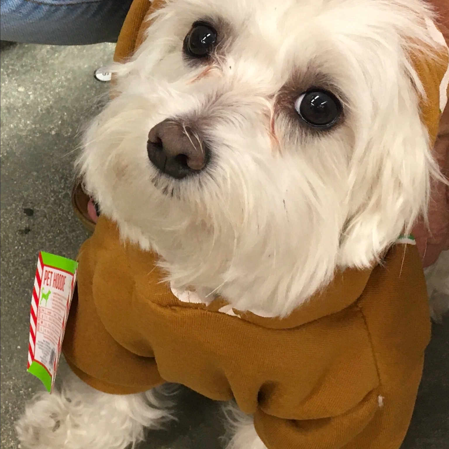 Cosmo