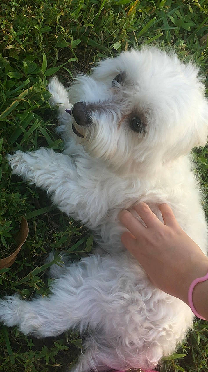 Cosmo is registered to the contest to win money with this photo: bichon, bolognese, bolonka, canidae, carnivore, companion_dog, dog, dog_breed, havanese, maltepoo, maltese, mammal, non_sporting_group, puppy, rare_breed_dog, schnoodle, terrier, toy_dog, toy_poodle, vertebrate