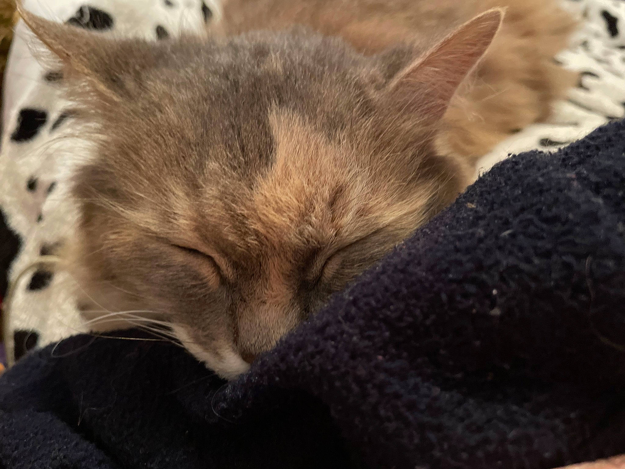 Princesse participe au concours pour gagner de l'argent avec cette photo : carnivore, cat, claw, comfort, domestic_short_haired_cat, fawn, felidae, fur, nap, paw, sky, sleep, small_to_medium_sized_cats, snout, terrestrial_animal, whiskers, wildlife