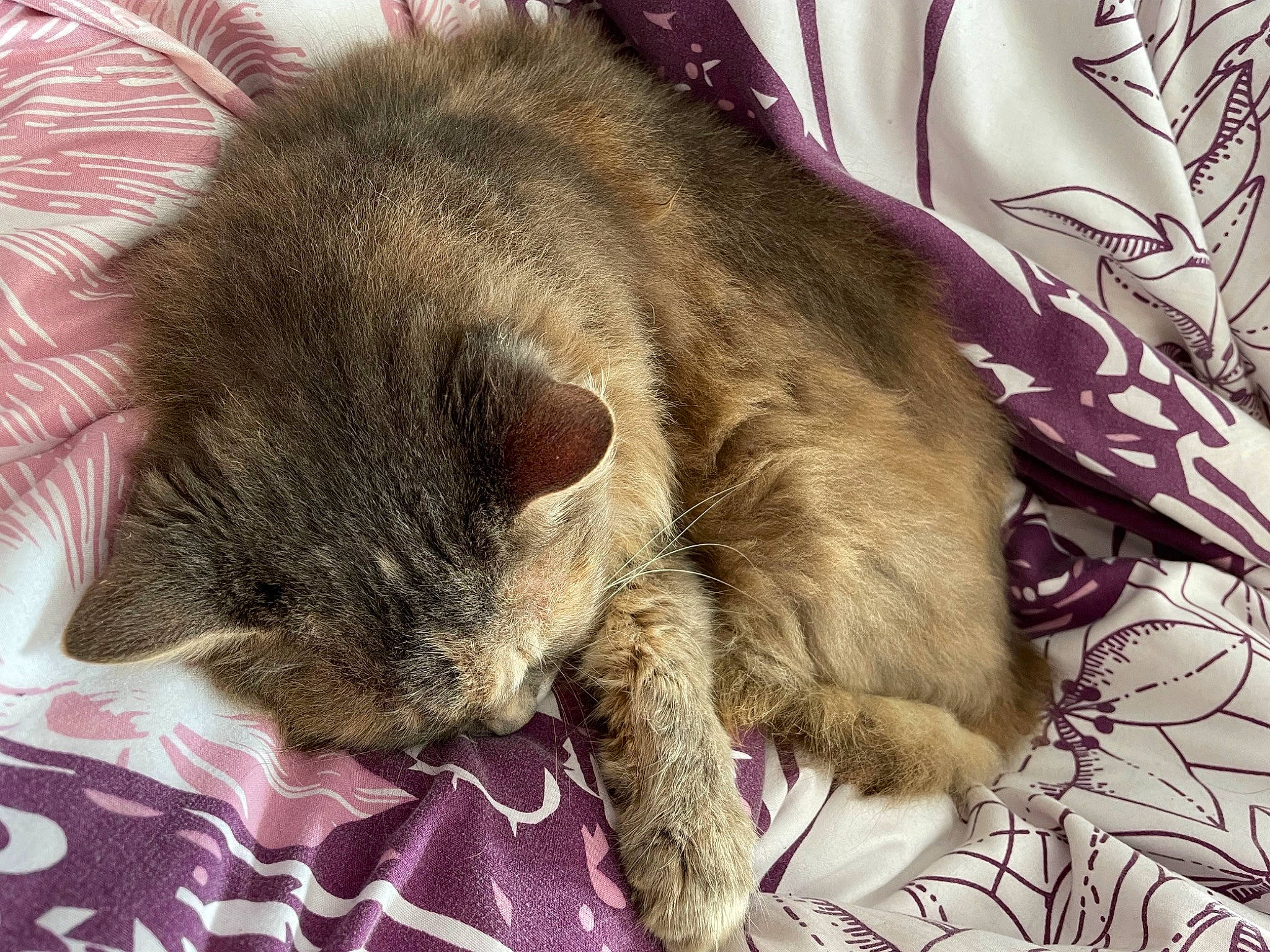 Princesse participe au concours pour gagner de l'argent avec cette photo : carnivore, cat, claw, comfort, domestic_short_haired_cat, felidae, fur, nap, paw, sleep, small_to_medium_sized_cats, tail, whiskers