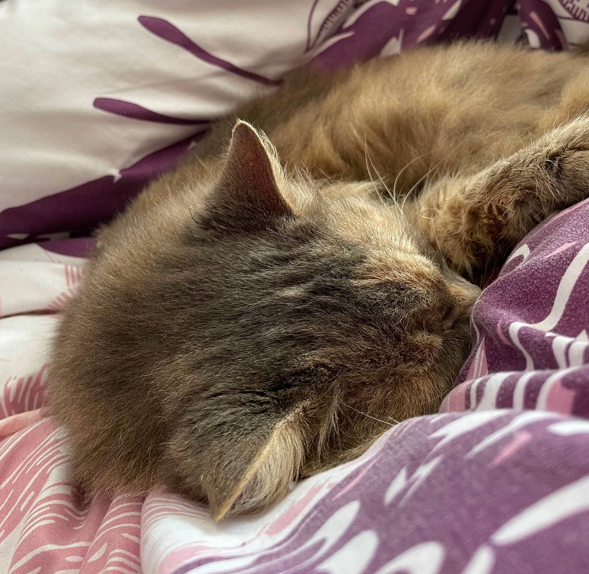 Princesse a rejoint le concours — aidez-le/la à gagner de superbes lots ! carnivore, cat, claw, comfort, domestic_short_haired_cat, felidae, fur, grey, linens, nap, paw, sleep, small_to_medium_sized_cats, textile, whiskers