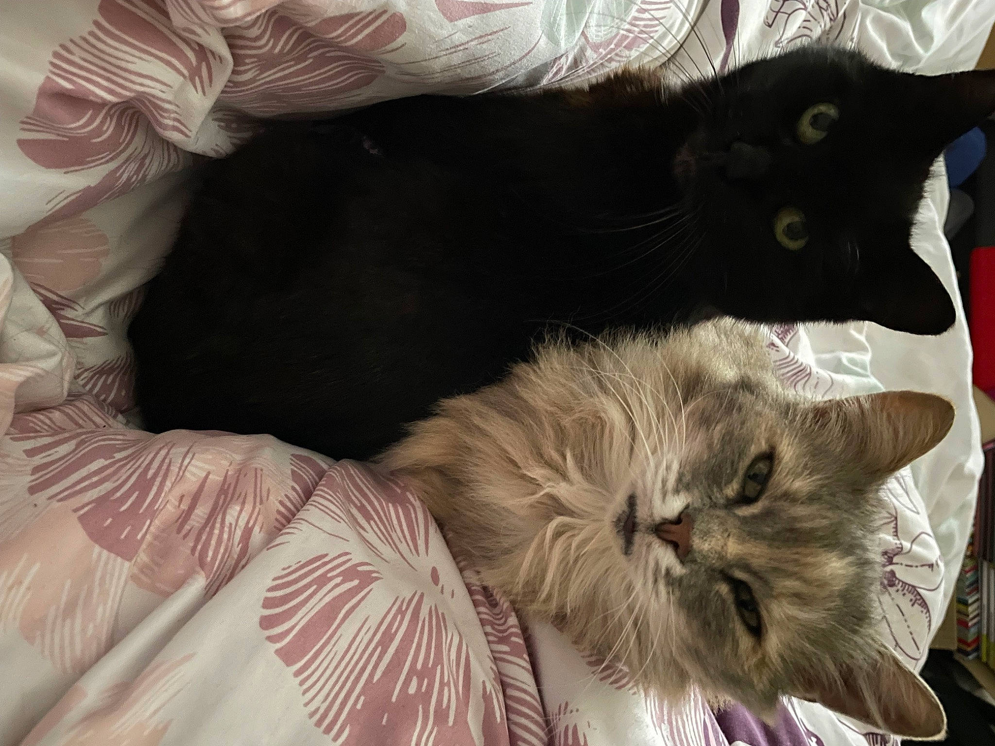 Princesse participe au concours pour gagner de l'argent avec cette photo : british_longhair, carnivore, cat, cat_supply, claw, comfort, domestic_short_haired_cat, felidae, fur, nap, paw, small_to_medium_sized_cats, tail, terrestrial_animal, whiskers