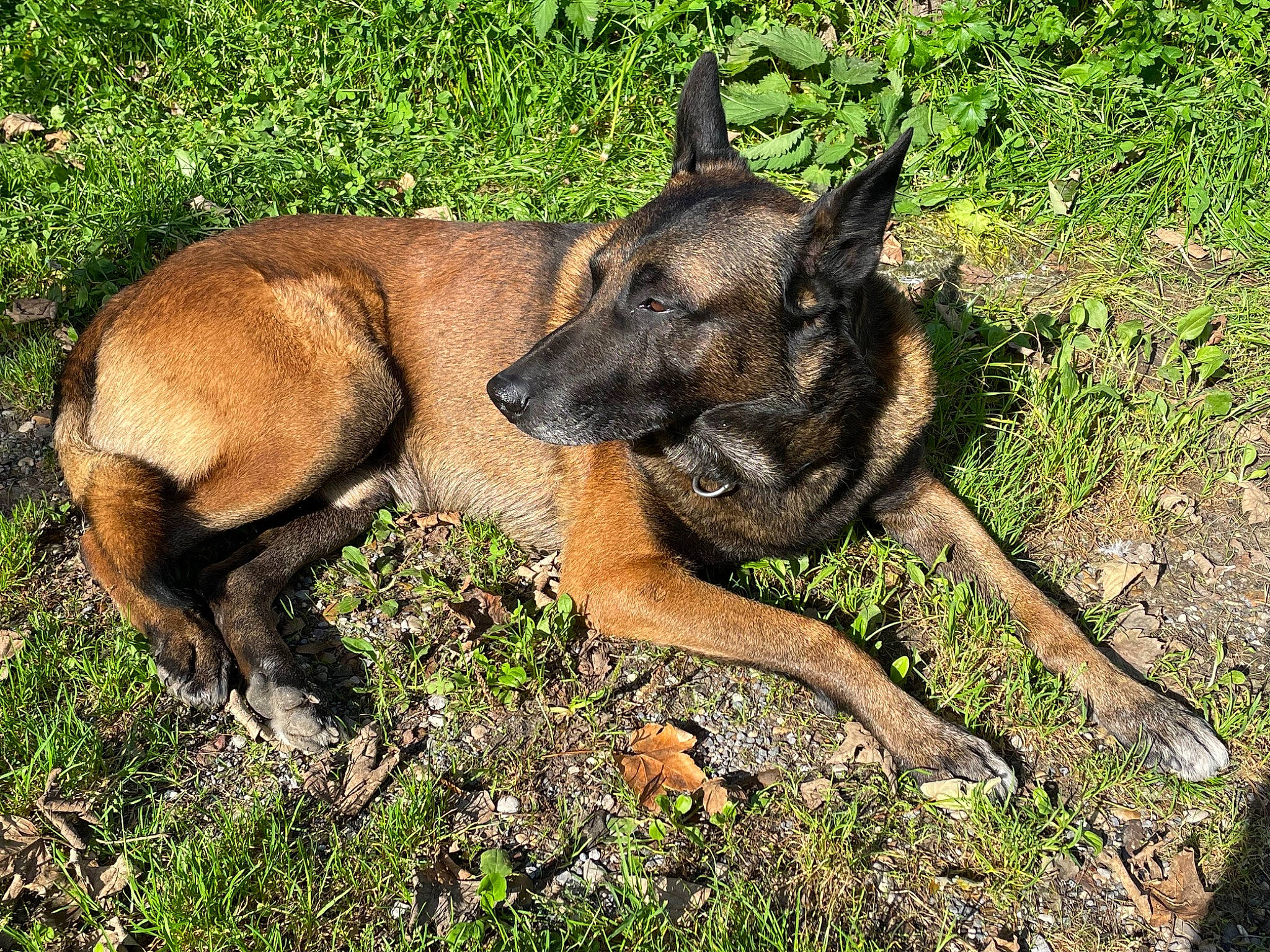 Lüft participe au concours pour gagner de l'argent avec cette photo : belgian_shepherd_malinois, canidae, carnivore, dog, dog_breed, fawn, german_shepherd_dog, grass, guard_dog, herding_dog, old_german_shepherd_dog, plant, snout, sporting_group, tail, terrestrial_animal, treeing_tennessee_brindle, wildlife, working_animal, working_dog