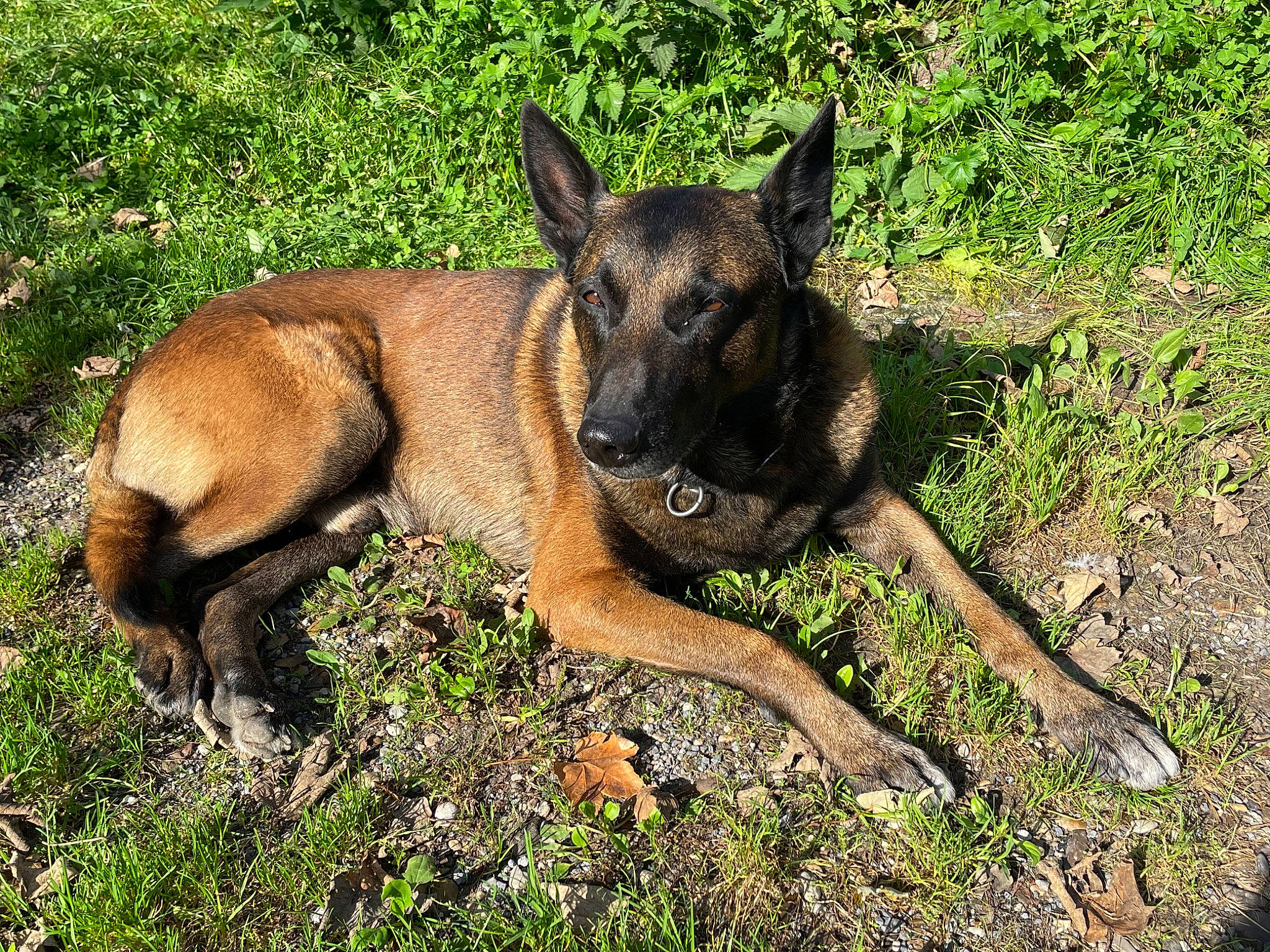 Lüft participe au concours pour gagner de l'argent avec cette photo : canidae, carnivore, companion_dog, dog, dog_breed, fawn, german_shepherd_dog, grass, herding_dog, hunting_dog, plant, snout, sporting_group, terrestrial_animal, wildlife, working_animal, working_dog