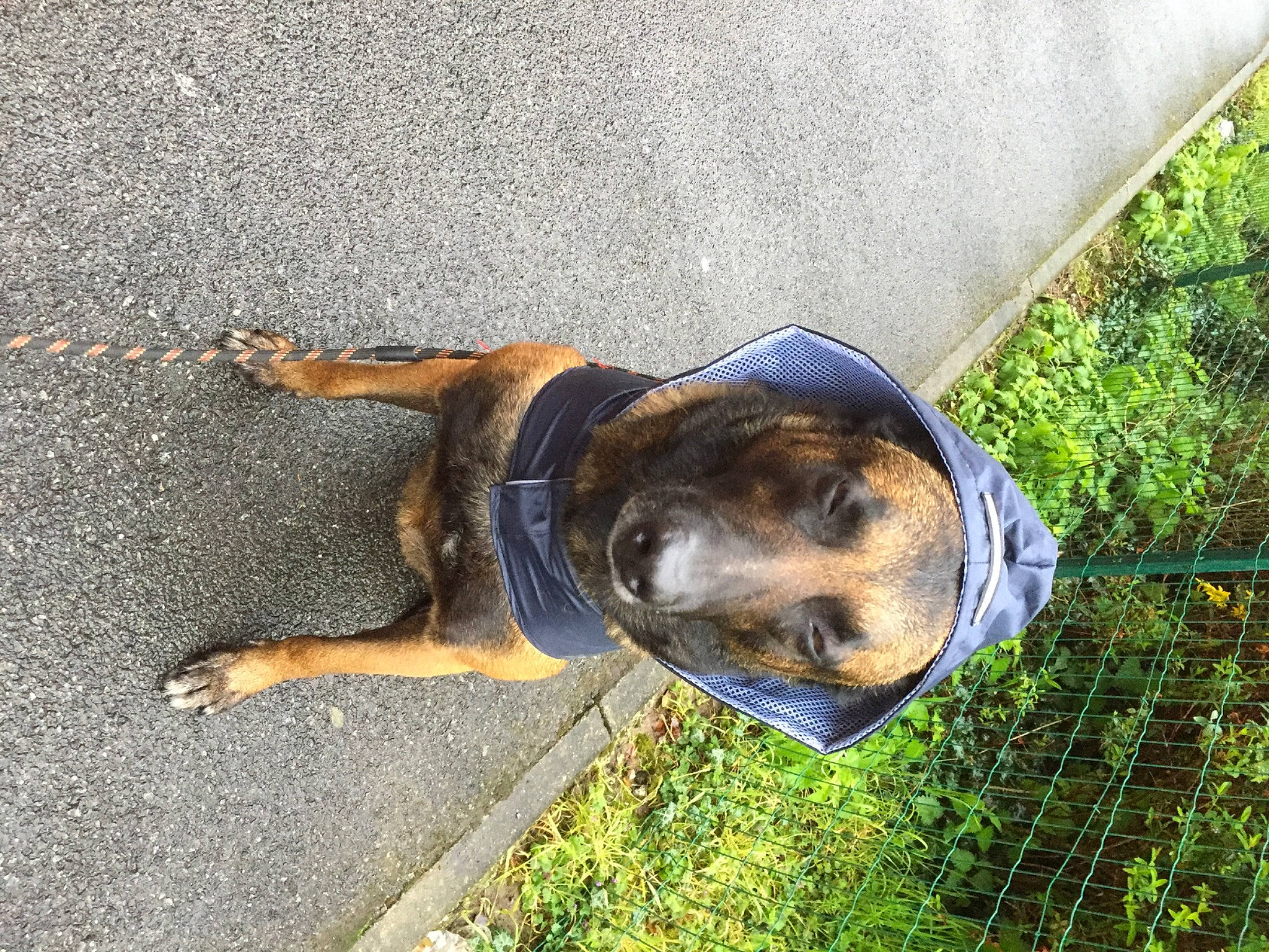 Lüft participe au concours pour gagner de l'argent avec cette photo : asphalt, canidae, carnivore, collar, companion_dog, dog, dog_breed, fawn, grass, leash, pet_supply, plant, road_surface, shadow, snout, sporting_group, tail, terrestrial_animal, working_animal, working_dog